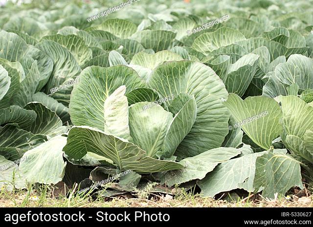 White cabbage (Brassica oleracea convar. capitata f. alba)