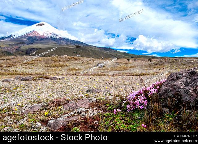 Cotopaxi volcano over the plateau, covered with flowering crocuses. Andean Highlands of Ecuador, South America