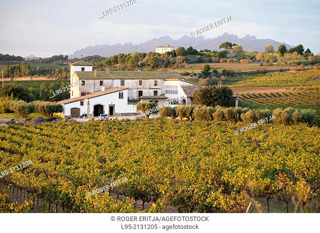 Buildings in extensive vineyards in the wine qualified region of Penedes, Spain
