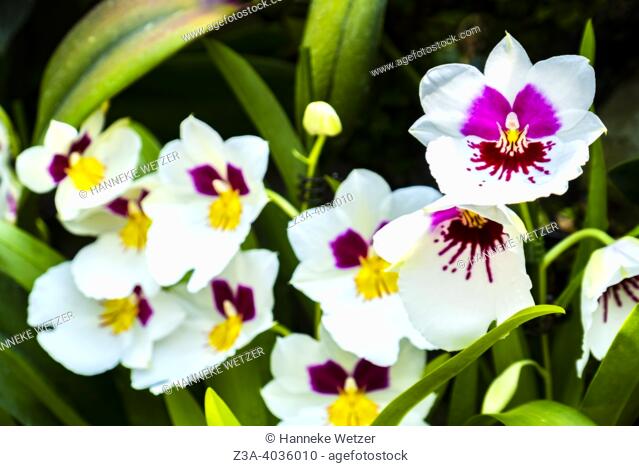 Closeup of the Miltonia orchid flower