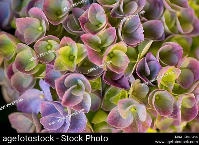 Close-up of multicolored Hydrangea flowers