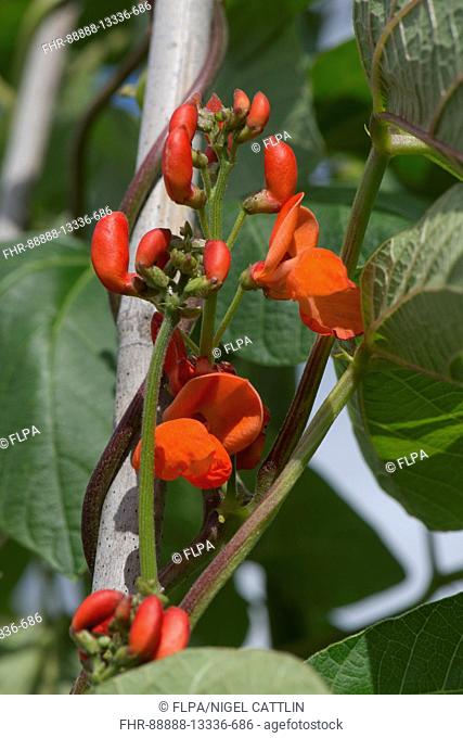 Bright scarlet red flowers of runner beans with dark green leaves on legume plants growing up bamboo canes