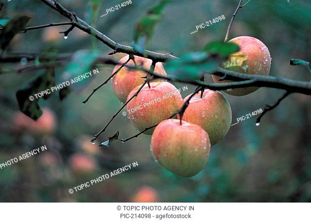 Apples Hanging On The Tree, Korea