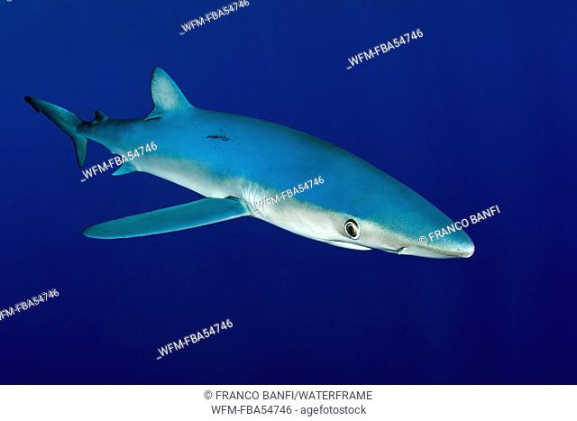 Blue Shark, Prionace glauca, Pico Island, Azores, Portugal