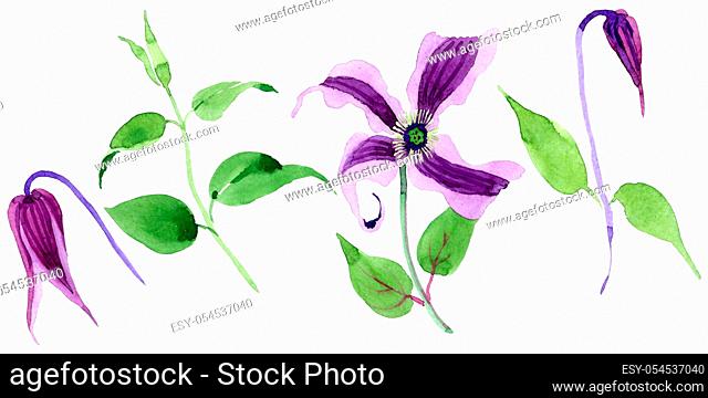 Wildflower clematis hanajima flower in a watercolor style isolated. Full name of the plant: clematis hanajima. Aquarelle wild flower for background, texture