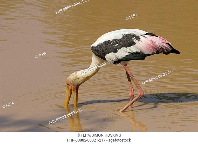 Painted Stork Mycteria leucocephala adult, feeding in water, Sri Lanka