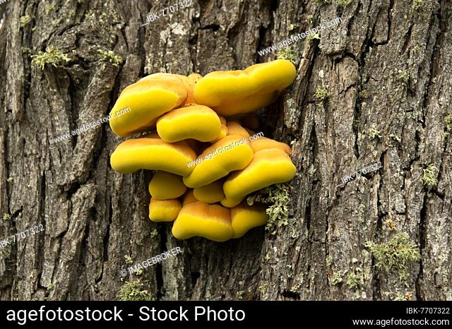Sulphur polypore (Laetiporus sulphureus) on pear tree, Département Haut-Rhin, Alsace, France, Europe