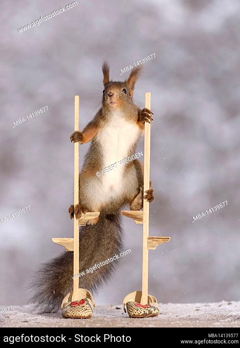 red squirrel is standing on stilts with shoes