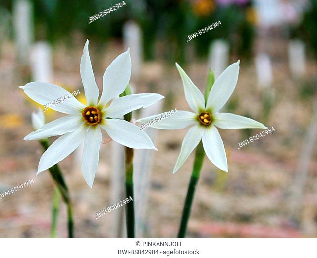 Late Narcissus, Daffodil (Narcissus serotinus), flowers