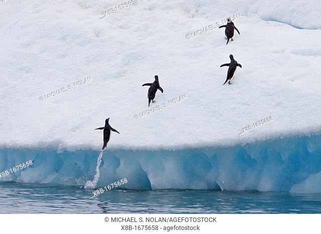 Adult Adelie penguins Pygoscelis adeliae leaping onto icebergs near the Antarctic Peninsula, Antarctica