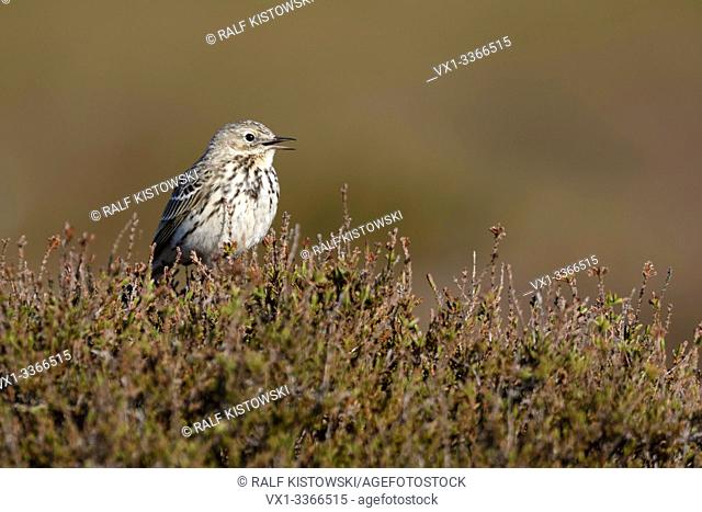 Meadow Pipit / Wiesenpieper ( Anthus pratensis ) perched elevated on top of heather bushes, singing, courting display, wildlife, Europe