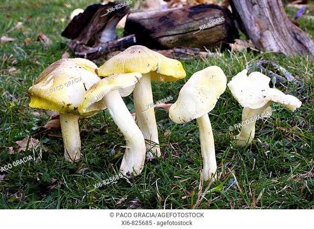 Mushrooms (Tricholoma sejunctum). Canencia, Madrid, Spain