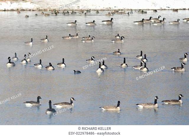 Flock of Canada Geese Resting on a Winter Lake
