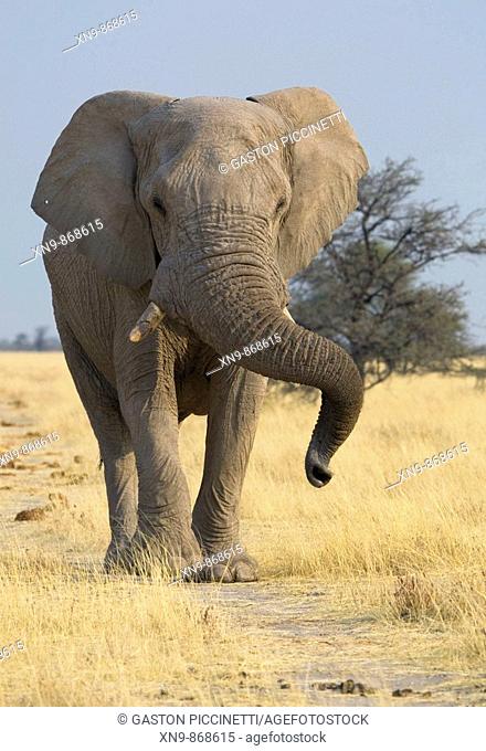 African Elephant (Loxodonta africana), Etosha National Park. Namibia