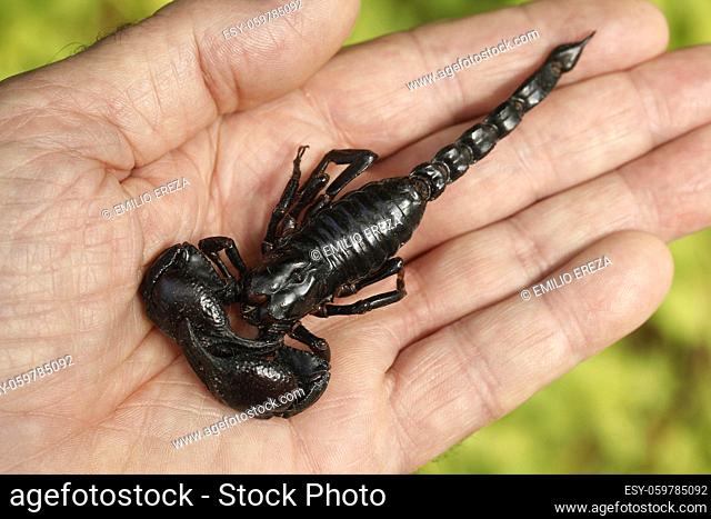 Edible black scorpion. Heterometrus longimanus