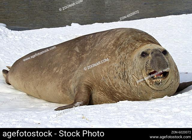 adult male sea elephant seal resting on the shores of the Antarctic Islands