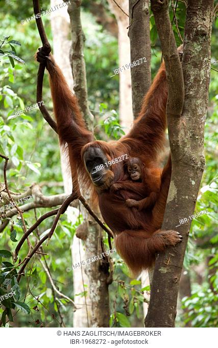 Sumatran orangutan (Pongo abelii) with young, in the rain forests of Sumatra, Indonesia, Asia