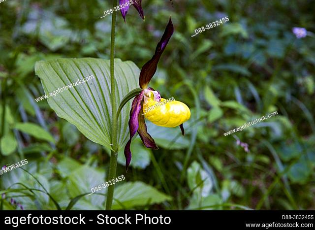 France, Auvergne-Rhône-Alpes Region, Savoie, Champagny-en-Vanoise, Lady's-slipper orchid (Cypripedium calceolus), in undergrowth in a natural reserve