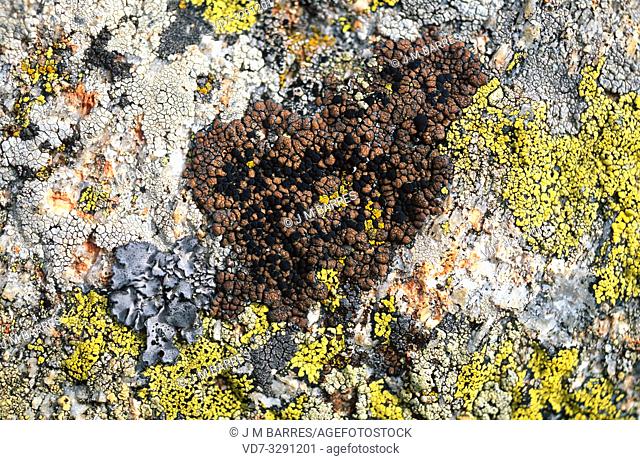 Lecidea atrobrunnea (centrum) is a crustose lichen that grows on siliceous rocks. Around it Umbilicaria (grey blue) and Rhizocarpon (yellow)