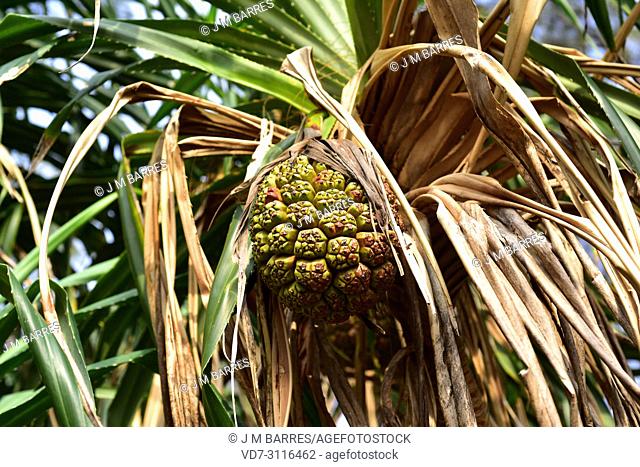 Screwpine (Pandanus utilis) is a shrub native to Madagascar but naturalized in others tropical regions. Its fruits are edible and its leaves are used for making...
