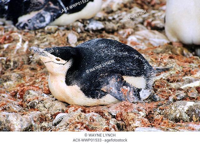 Incubating guano-soiled chinstrap penguin Pygoscelis antarctica, Antarctic Peninsula