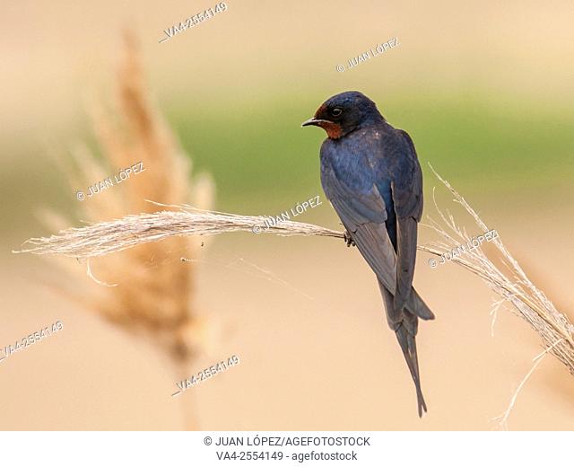 Barn swallow Hirundo rustica. Ebro Delta, Catalonia, Spain