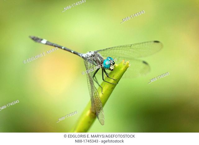 Dragonfly, Venezuela