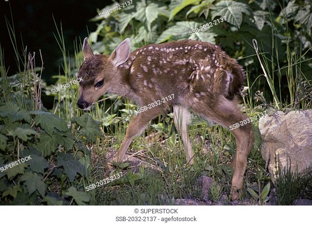 Sitka Black-tailed Fawn