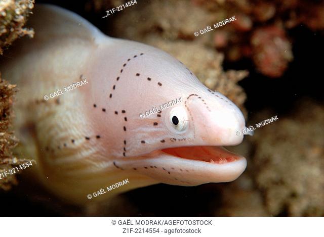Head of a geometric moray in Saint Gille's reef, Reunion island, France. Gymnothorax griseus