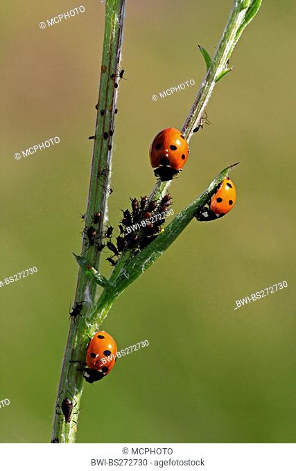 seven-spot ladybird, sevenspot ladybird, 7-spot ladybird Coccinella septempunctata, with sucking louses at a sprout, Germany, Baden-Wuerttemberg