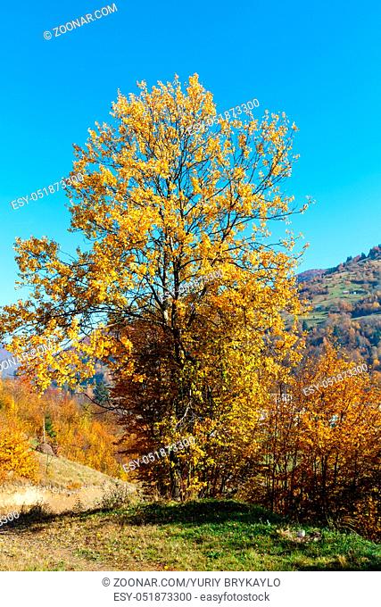 Autumn Carpathian Mountains landscape with multicolored trees on slope (Rakhiv district, Transcarpathia, Ukraine)
