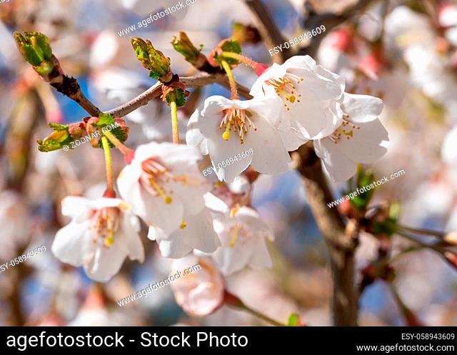 Fuji cherry 'Kojou-no-mai' (Prunus incisa), close up of the flower head