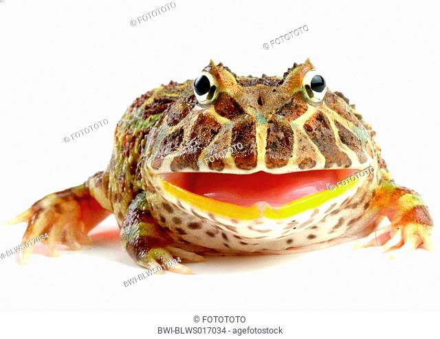 argentine horned frog, pacman frog, nightcrawler, night crawler, ornate horned frog, ornate horned toad, escuerzo Ceratophrys ornata, threatening