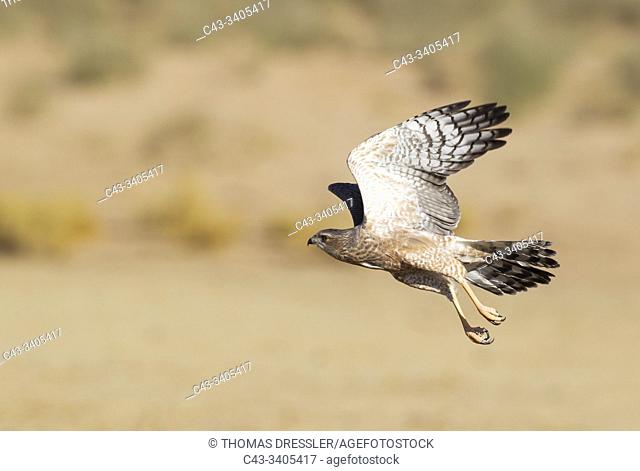 Pale-chanting Goshawk (Melierax canorus). Juvenile. Flying. Kalahari Desert, Kgalagadi Transfrontier Park, South Africa