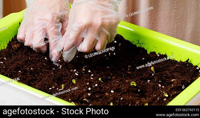 Planting vegetable with recycle plastic tray at home for mini garden
