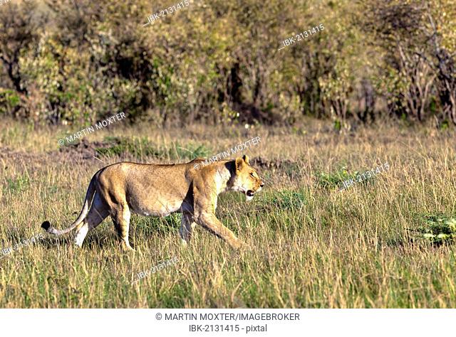 Old Lioness (Panthera leo) on the prowl, Masai Mara National Reserve, Kenya, East Africa, Africa, PublicGround
