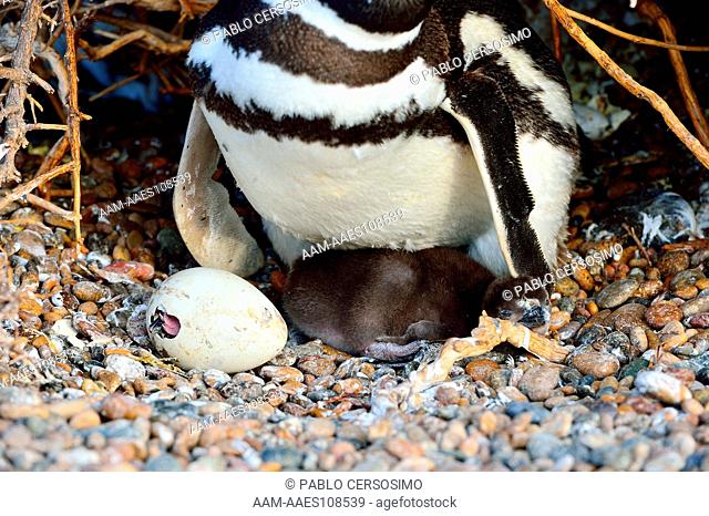Bird, Magellanic Penguin, Sphenicus Magallanicus, with one newborn chick and other chick breaking the egg , Peninsula Valdes, Patagonia, Argentina