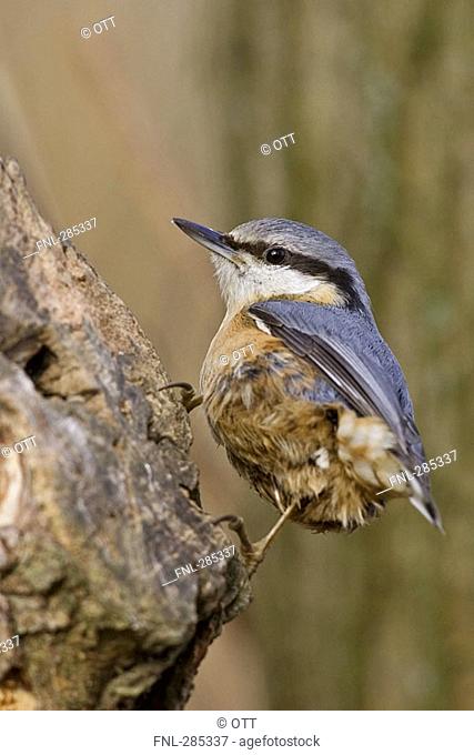 Close-up of Eurasian Nuthatch Sitta Europaea bird perching on tree stump