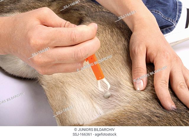Dogs health care: Tick being removed