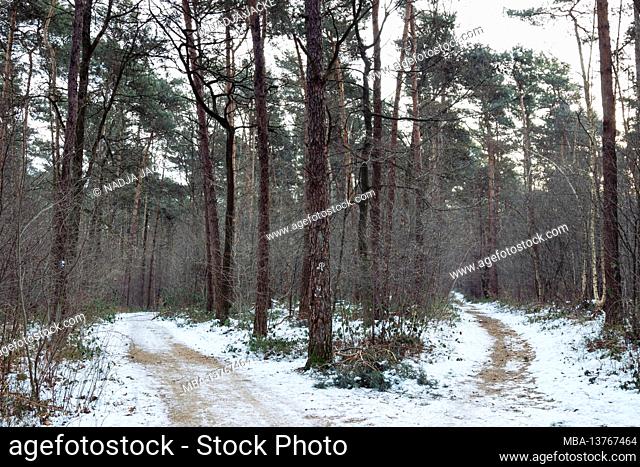Hike in the Teutoburg Forest on January 27th, 2017 - 48477 Hörstel