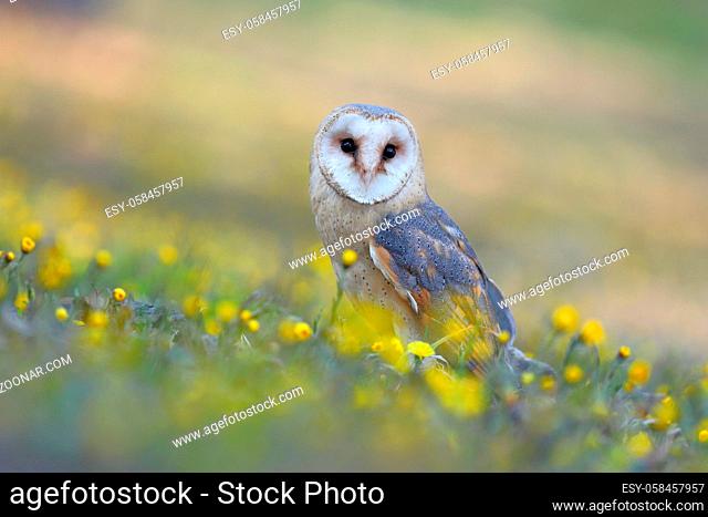 Barn owl, tyto alba, sitting on the ground between yellow wild flowers in summer. Wise looking wild bird with bright and golden feathers looking towards camera...