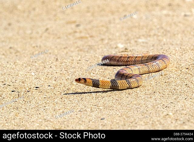 Africa, Namibia, Swakopmund, Dorob National Park, Coral Snake (Aspidelaps lubricus lubricus)