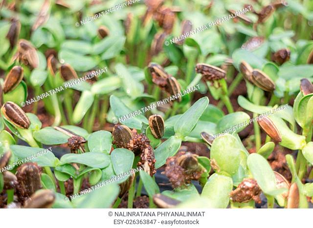 Organic green young sunflower sprouts, stock photo