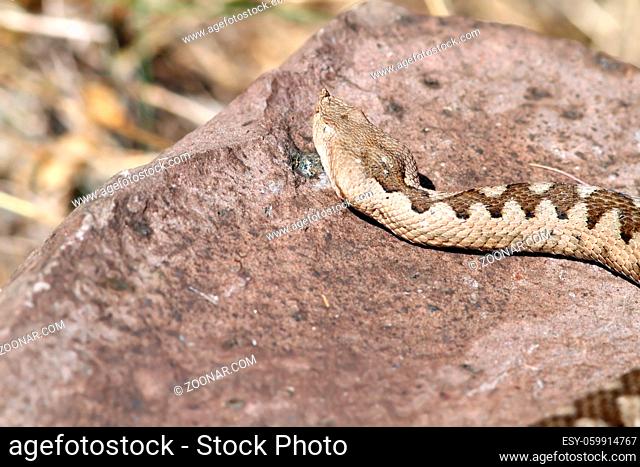 big female european nose horned viper ( Vipera ammodytes ) basking on a rock