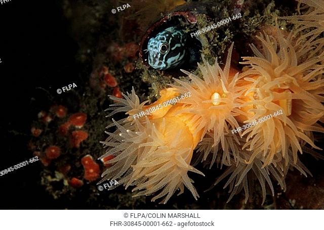 Barred Blenny Cirrepectes polyzona and Coral Tubastrea faulkneri polyps - Nudi Falls, Lembeh Straits, Sulawesi, Indonesia