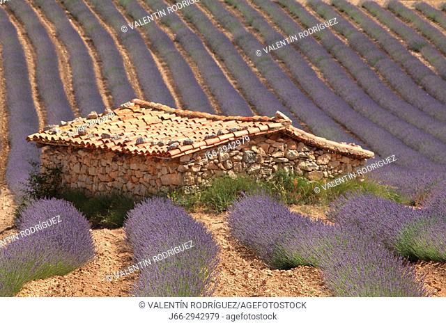 Landscape with fields of lavanders in the Rincón de Ademuz region. Valencia