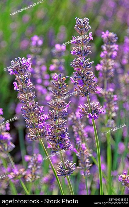 Lavendel - lavender 84