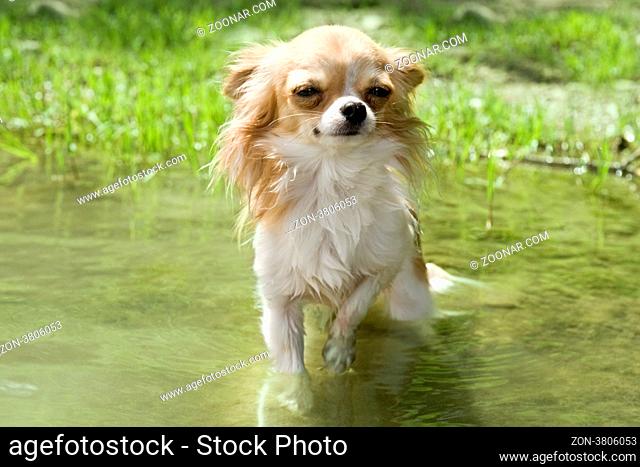 portrait of a cute purebred chihuahua in the water