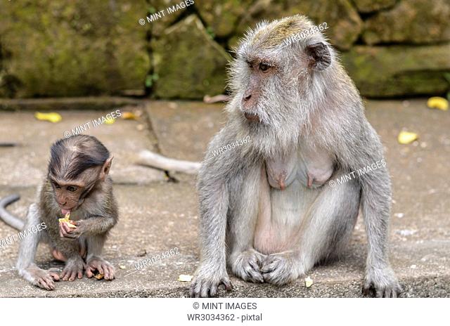An adult Grey long-tailed macaque and a baby animal eating fruit seated on steps