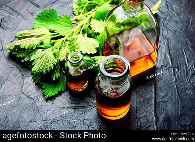 Nettle essence in glass bottle and fresh nettle leaves.Stinging nettles in herbal medicine